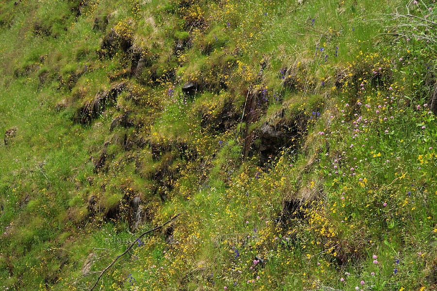 wildflowers [Eagle-Benson Trail, Columbia River Gorge, Hood River County, Oregon]