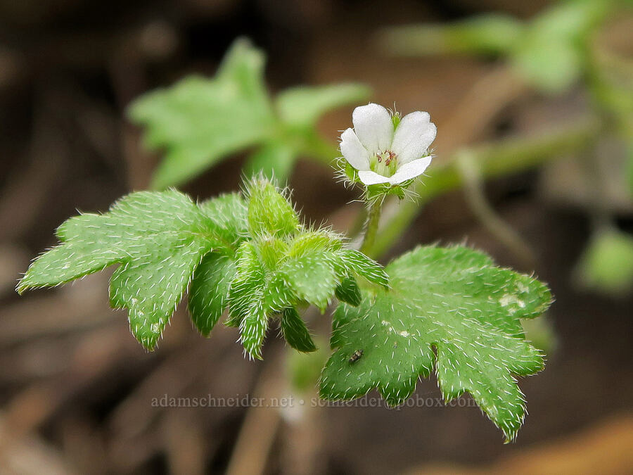 small-flowered baby-blue-eyes (Nemophila parviflora) [Eagle-Benson Trail, Columbia River Gorge, Hood River County, Oregon]