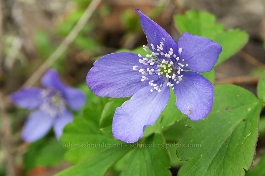 Oregon anemones (Anemone oregana (Anemonoides oregana)) [Eagle-Benson Trail, Columbia River Gorge, Hood River County, Oregon]