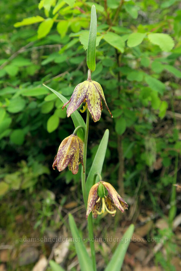 checker lilies (Fritillaria affinis) [Eagle-Benson Trail, Columbia River Gorge, Hood River County, Oregon]