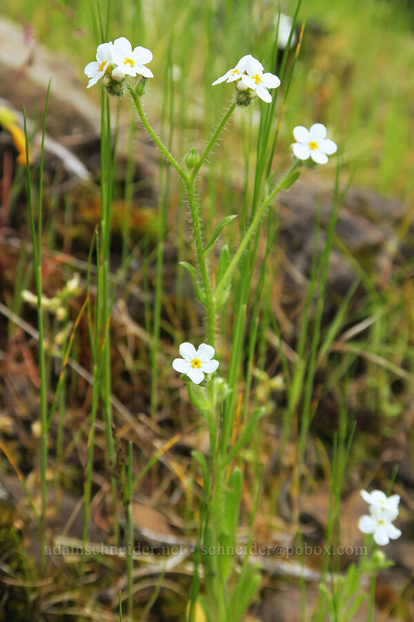 common cryptantha (Cryptantha intermedia) [Eagle-Benson Trail, Columbia River Gorge, Hood River County, Oregon]