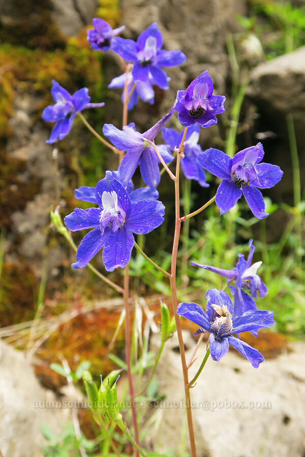 Columbia Gorge larkspur (Delphinium basalticum (Delphinium glareosum)) [Eagle-Benson Trail, Columbia River Gorge, Hood River County, Oregon]