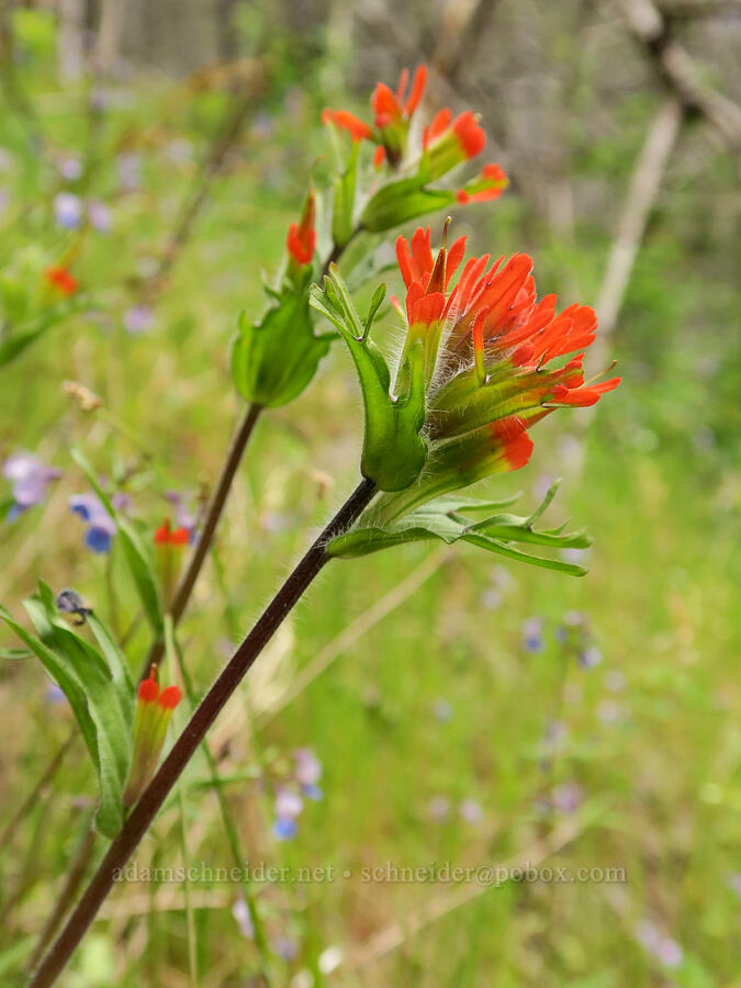 harsh paintbrush (Castilleja hispida) [Eagle-Benson Trail, Columbia River Gorge, Hood River County, Oregon]