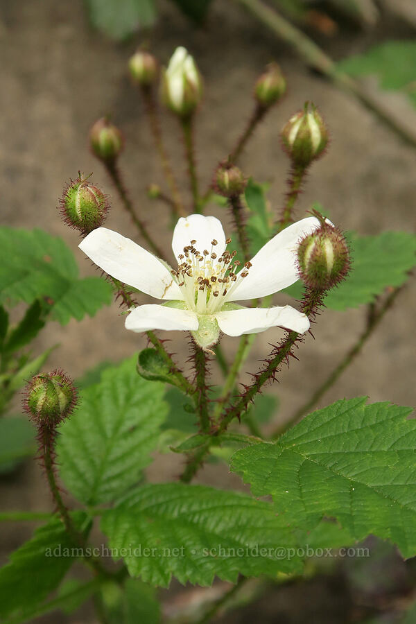 trailing blackberry flowers (Rubus ursinus) [Eagle-Benson Trail, Columbia River Gorge, Hood River County, Oregon]