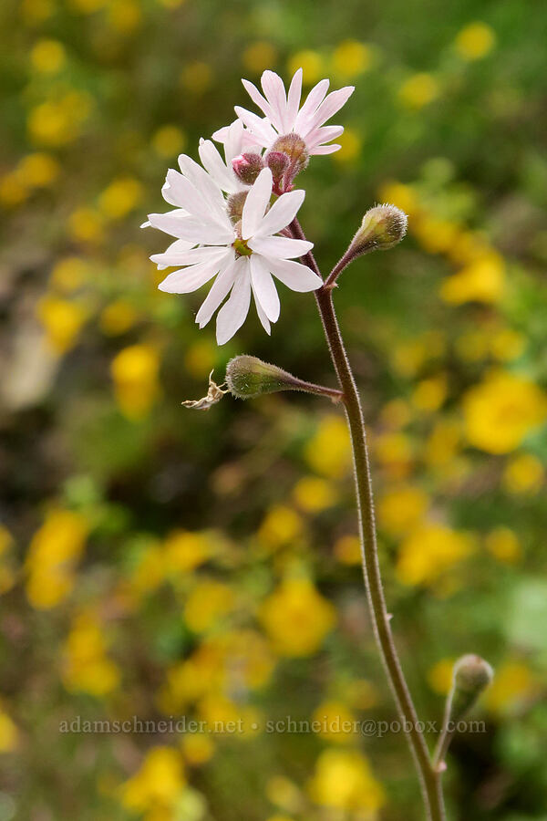 prairie stars (Lithophragma parviflorum) [Eagle Creek Trail, Columbia River Gorge, Hood River County, Oregon]