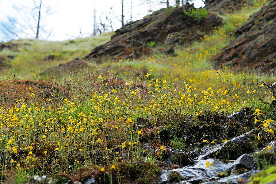 monkeyflower (Erythranthe sp. (Mimulus sp.)) [Eagle Creek Trail, Columbia River Gorge, Hood River County, Oregon]