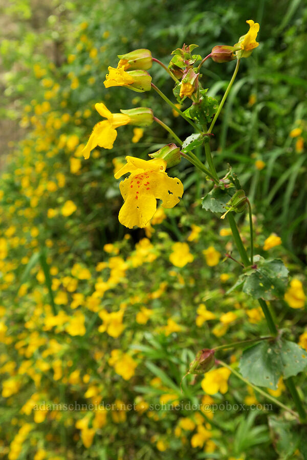 monkeyflower (Erythranthe sp. (Mimulus sp.)) [Eagle Creek Trail, Columbia River Gorge, Hood River County, Oregon]