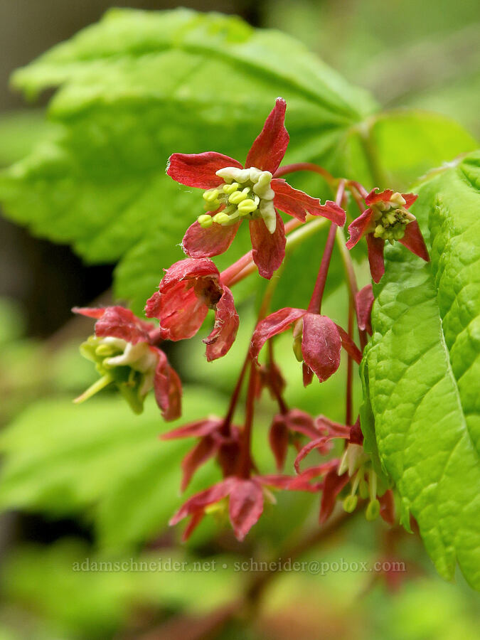 vine maple flowers (Acer circinatum) [Eagle Creek Trail, Columbia River Gorge, Hood River County, Oregon]