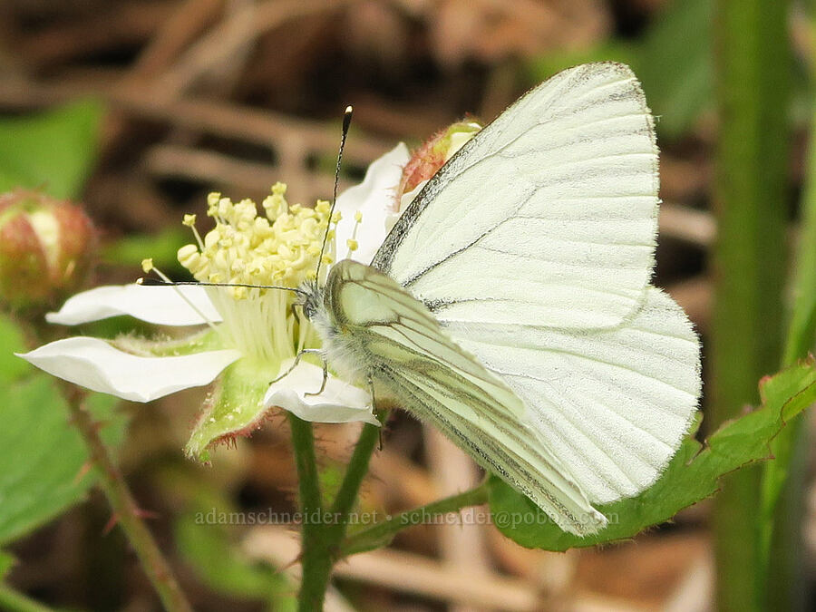 margined white butterfly on a wild blackberry flower (Pieris marginalis, Rubus ursinus) [Eagle Creek Trail, Columbia River Gorge, Hood River County, Oregon]