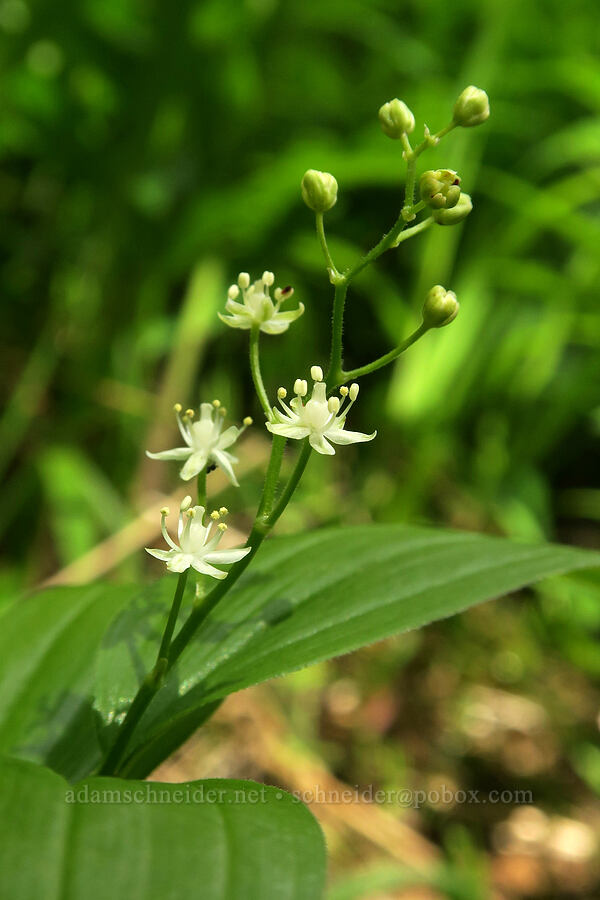 starry false-solomon's-seal (Maianthemum stellatum (Smilacina stellata)) [Eagle Creek Trail, Columbia River Gorge, Hood River County, Oregon]