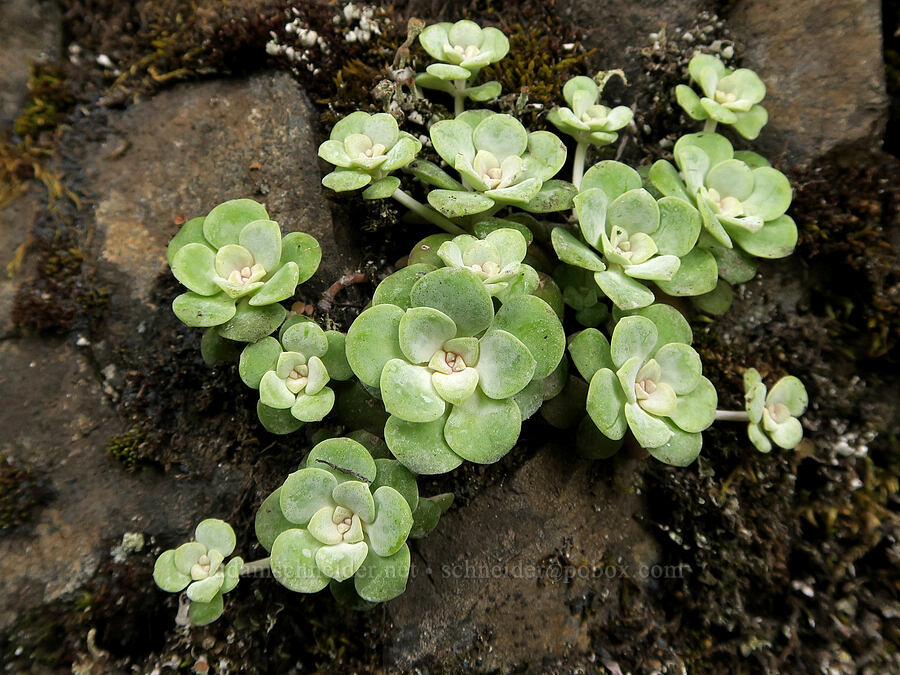 broad-leaf stonecrop (Sedum spathulifolium) [Eagle Creek Trail, Columbia River Gorge, Hood River County, Oregon]