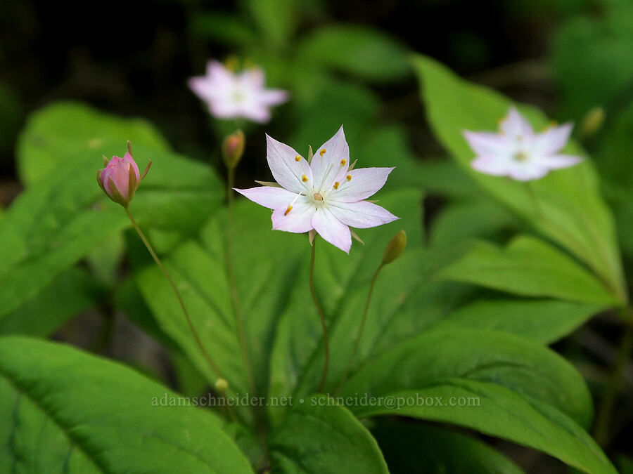 western starflowers (Lysimachia latifolia (Trientalis borealis ssp. latifolia)) [Eagle Creek Trail, Columbia River Gorge, Hood River County, Oregon]