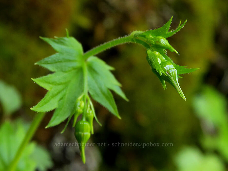 Oregon bolandra, budding (Bolandra oregana) [Eagle Creek Trail, Columbia River Gorge, Hood River County, Oregon]