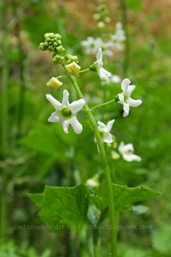 coastal manroot (Marah oregana (Marah oreganus)) [Eagle Creek Trail, Columbia River Gorge, Hood River County, Oregon]