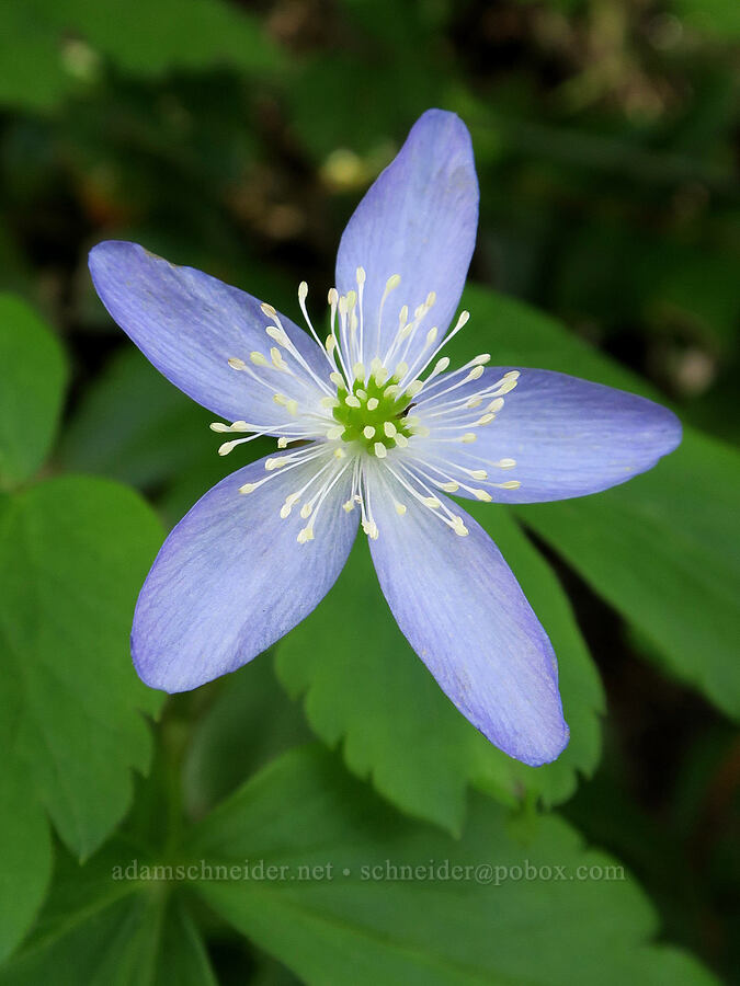 Oregon anemone (Anemone oregana (Anemonoides oregana)) [Eagle Creek Trail, Columbia River Gorge, Hood River County, Oregon]