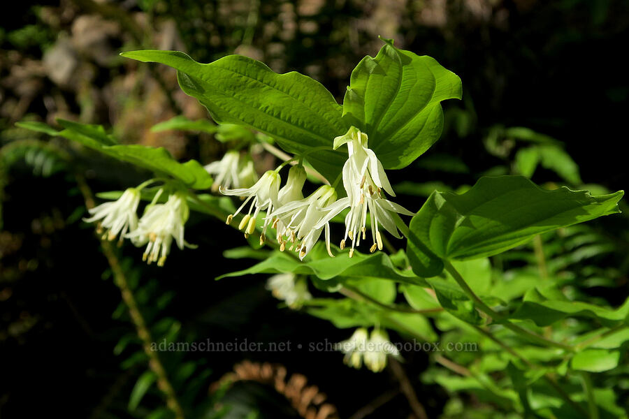Hooker's fairy bells (Prosartes hookeri (Disporum hookeri)) [Eagle Creek Trail, Columbia River Gorge, Hood River County, Oregon]
