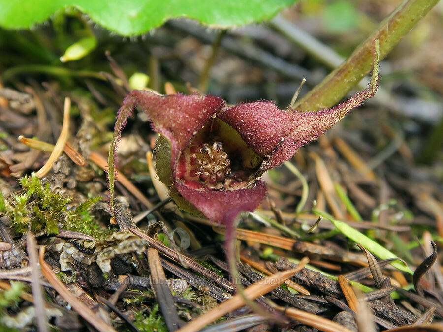 wild ginger flower (Asarum caudatum) [Eagle Creek Trail, Columbia River Gorge, Hood River County, Oregon]