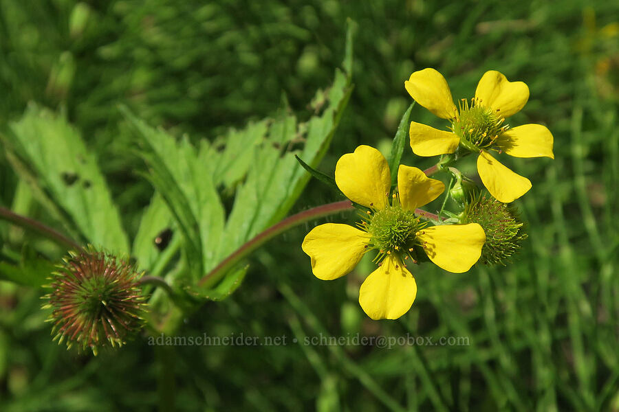 large-leaf avens (Geum macrophyllum) [Eagle Creek Trail, Columbia River Gorge, Hood River County, Oregon]