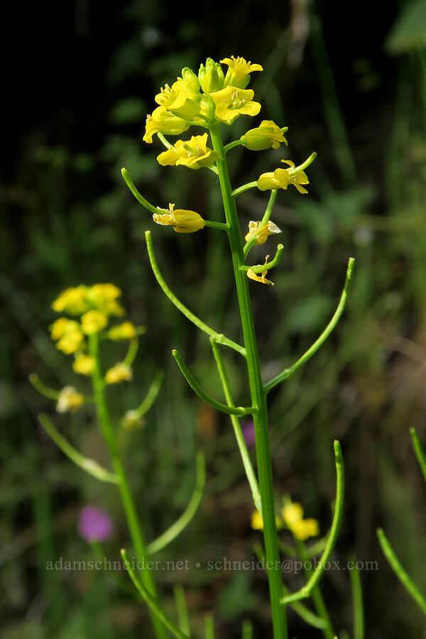American winter-cress (Barbarea orthoceras) [Eagle Creek Trail, Columbia River Gorge, Hood River County, Oregon]