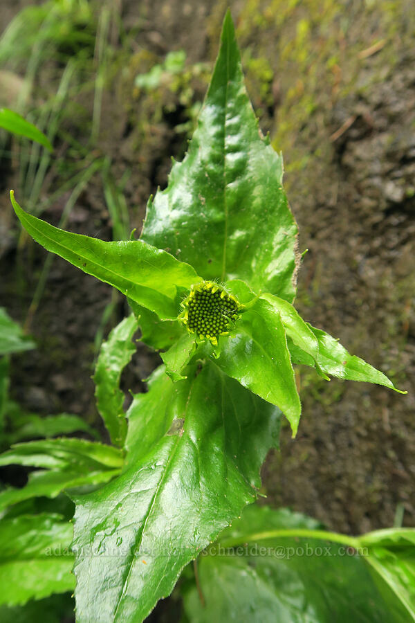 Columbia Gorge arnica, budding (Arnica lanceolata ssp. prima (Arnica amplexicaulis var. piperi)) [Eagle Creek Trail, Columbia River Gorge, Hood River County, Oregon]