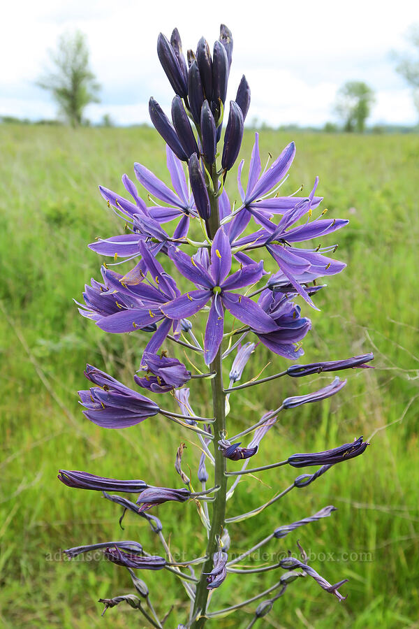 great camas (Camassia leichtlinii ssp. suksdorfii) [Finley National Wildlife Refuge, Benton County, Oregon]