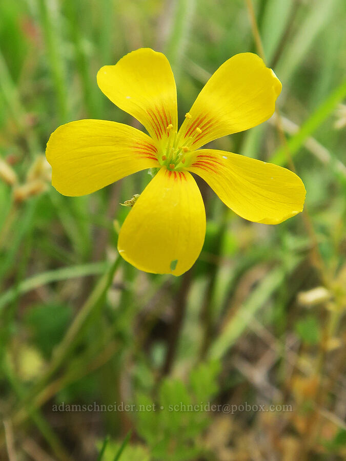 western yellow wood-sorrel (Oxalis suksdorfii) [Finley National Wildlife Refuge, Benton County, Oregon]