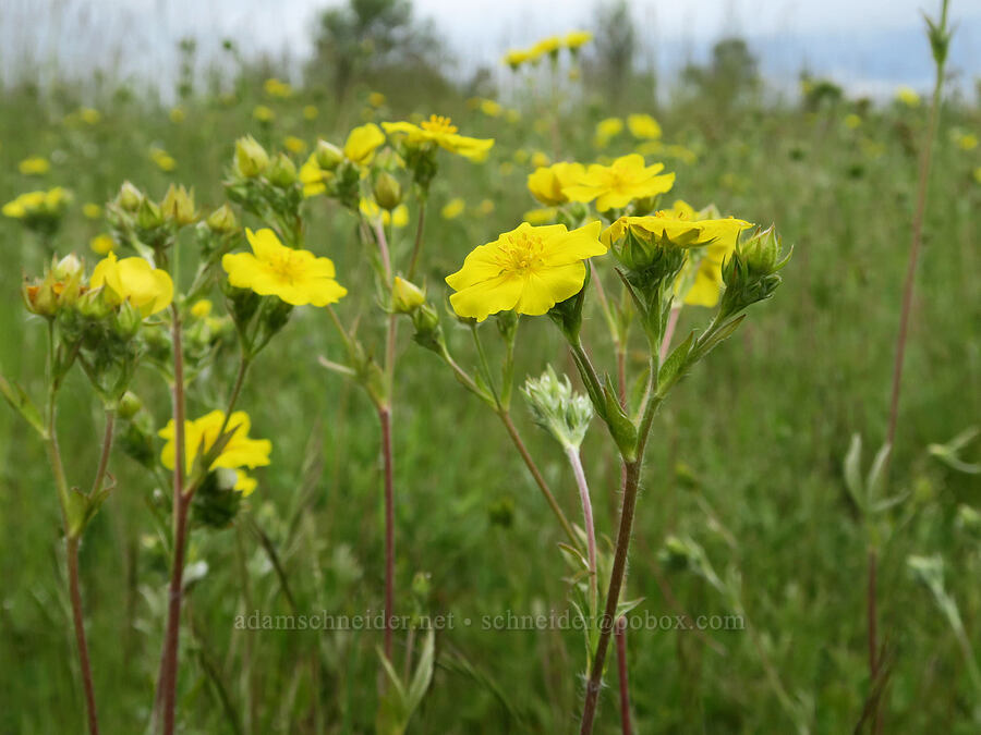 slender cinquefoil (Potentilla gracilis) [Finley National Wildlife Refuge, Benton County, Oregon]