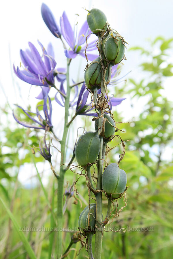 common camas (Camassia quamash) [Finley National Wildlife Refuge, Benton County, Oregon]