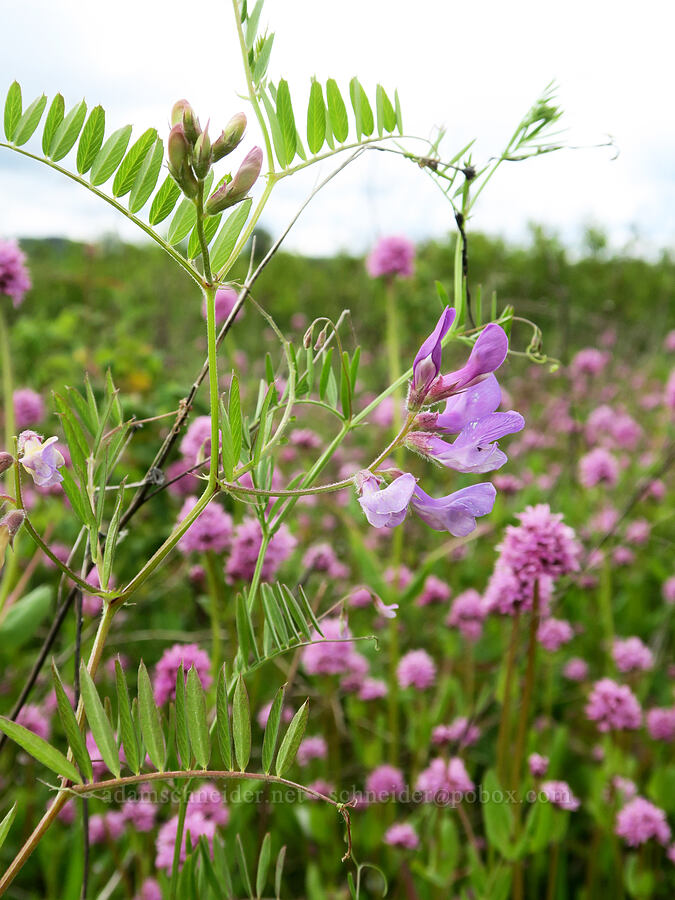 American vetch & rosy plectritis (Vicia americana, Plectritis congesta) [Finley National Wildlife Refuge, Benton County, Oregon]