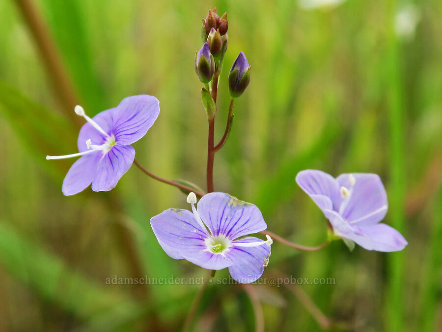 marsh speedwell (Veronica scutellata) [Finley National Wildlife Refuge, Benton County, Oregon]
