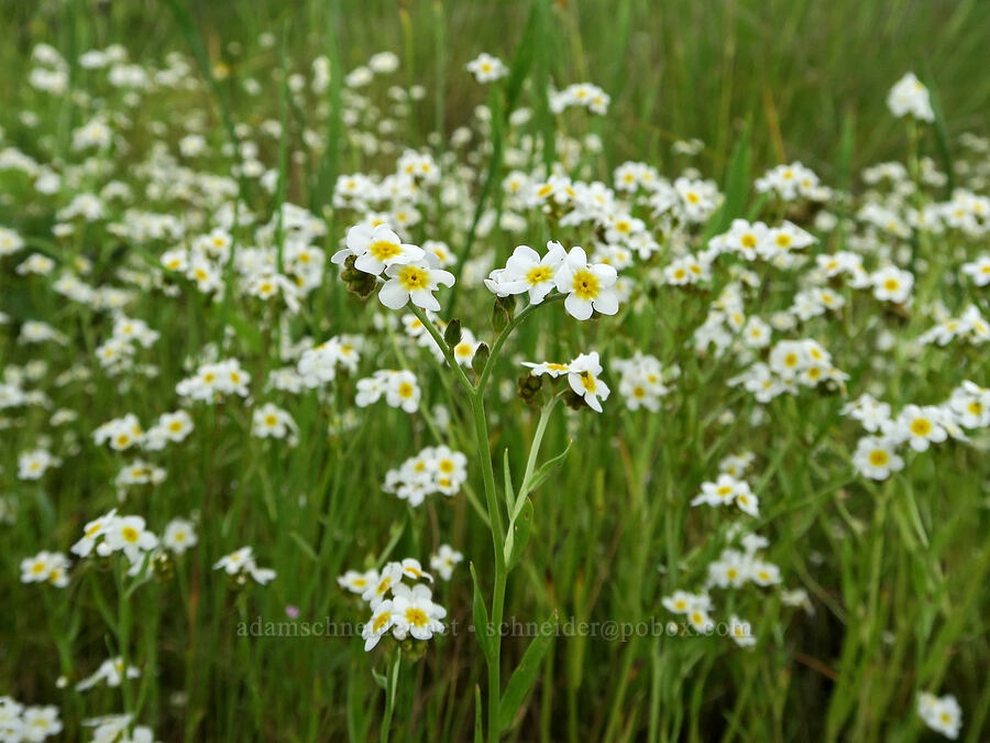 fragrant popcorn-flower (Plagiobothrys figuratus) [Finley National Wildlife Refuge, Benton County, Oregon]