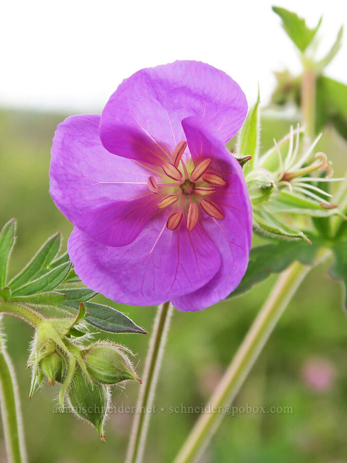 Oregon geranium (Geranium oreganum) [Finley National Wildlife Refuge, Benton County, Oregon]