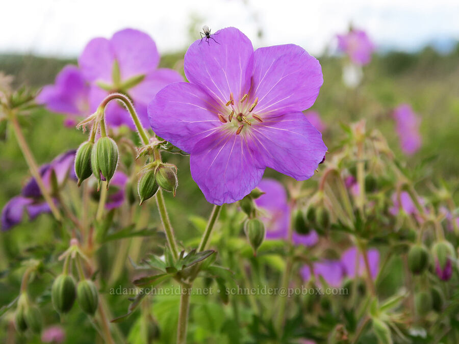 Oregon geraniums (Geranium oreganum) [Finley National Wildlife Refuge, Benton County, Oregon]