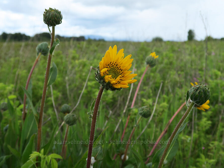 narrow-leaf mule's-ears (Wyethia angustifolia) [Finley National Wildlife Refuge, Benton County, Oregon]