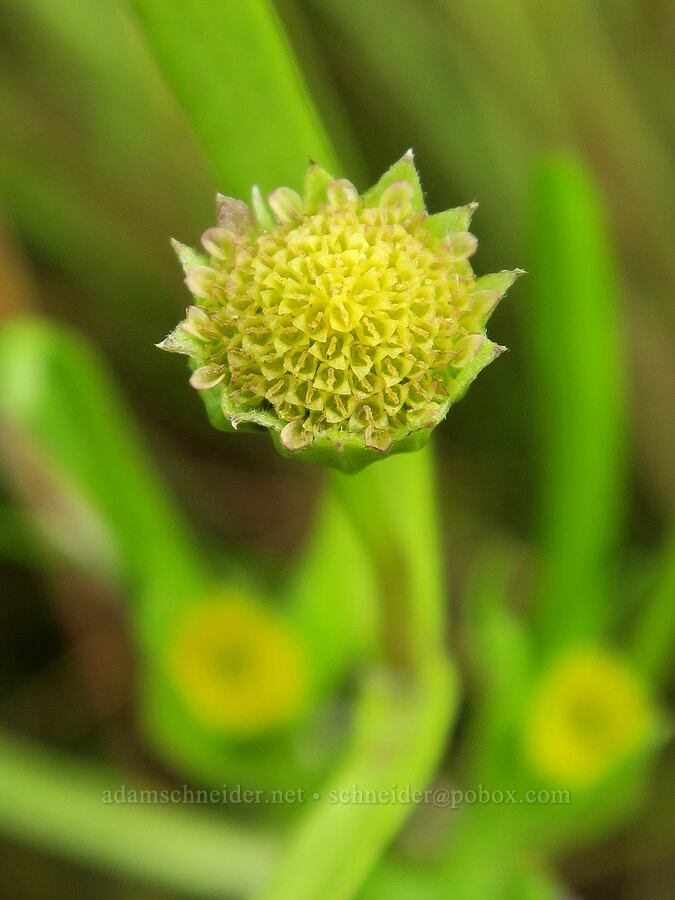 smooth gold-fields (Lasthenia glaberrima) [Finley National Wildlife Refuge, Benton County, Oregon]