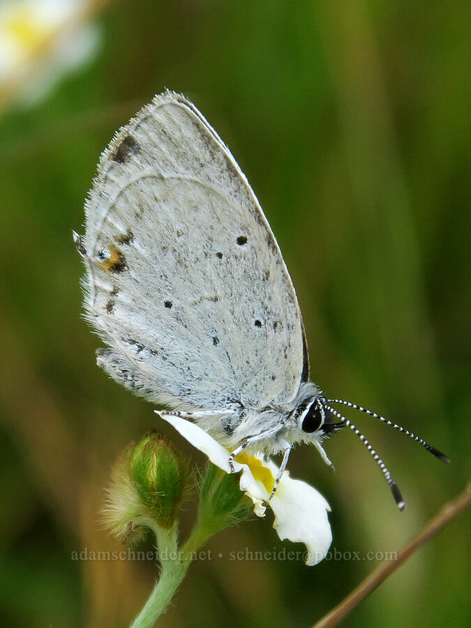 western tailed-blue butterfly (Cupido amyntula) [Finley National Wildlife Refuge, Benton County, Oregon]