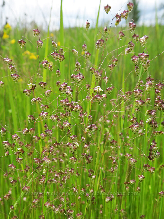 little rattlesnake-grass (Briza minor) [Finley National Wildlife Refuge, Benton County, Oregon]