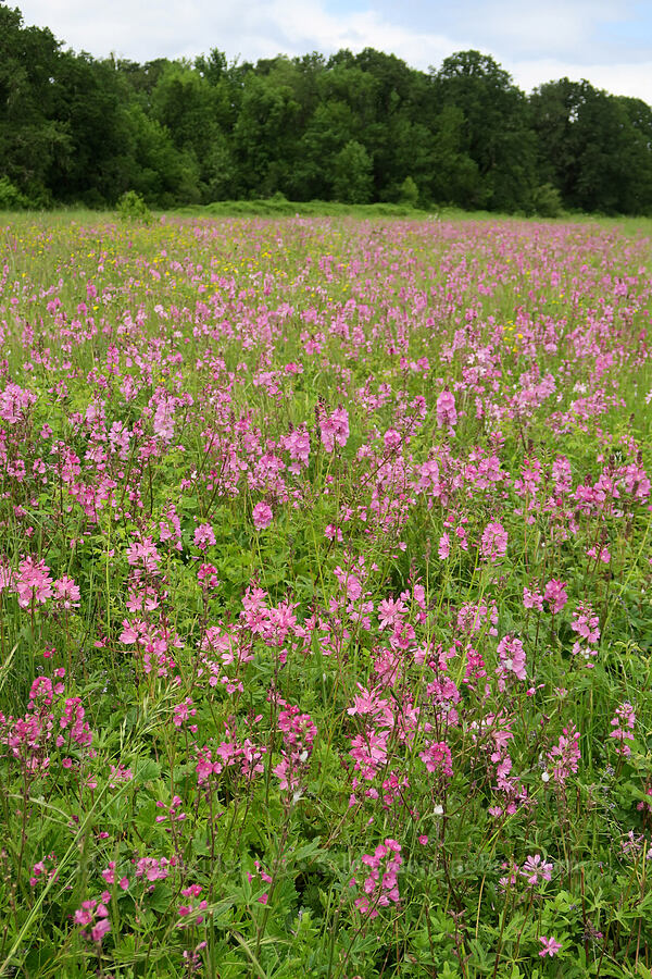 rose checker-mallow (Sidalcea virgata (Sidalcea malviflora ssp. virgata)) [Finley National Wildlife Refuge, Benton County, Oregon]