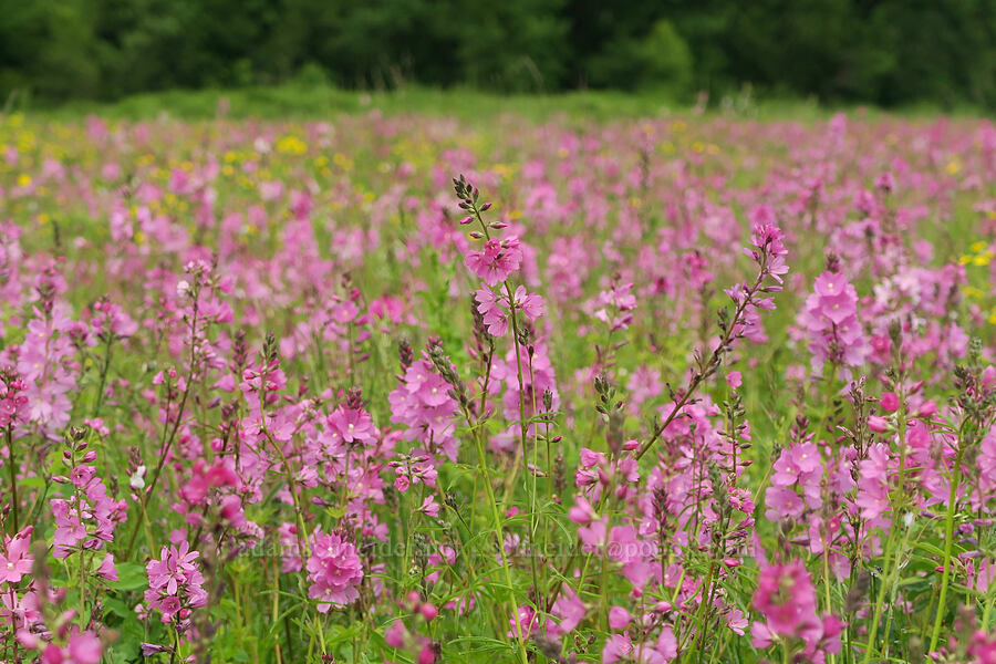 rose checker-mallow (Sidalcea virgata (Sidalcea malviflora ssp. virgata)) [Finley National Wildlife Refuge, Benton County, Oregon]