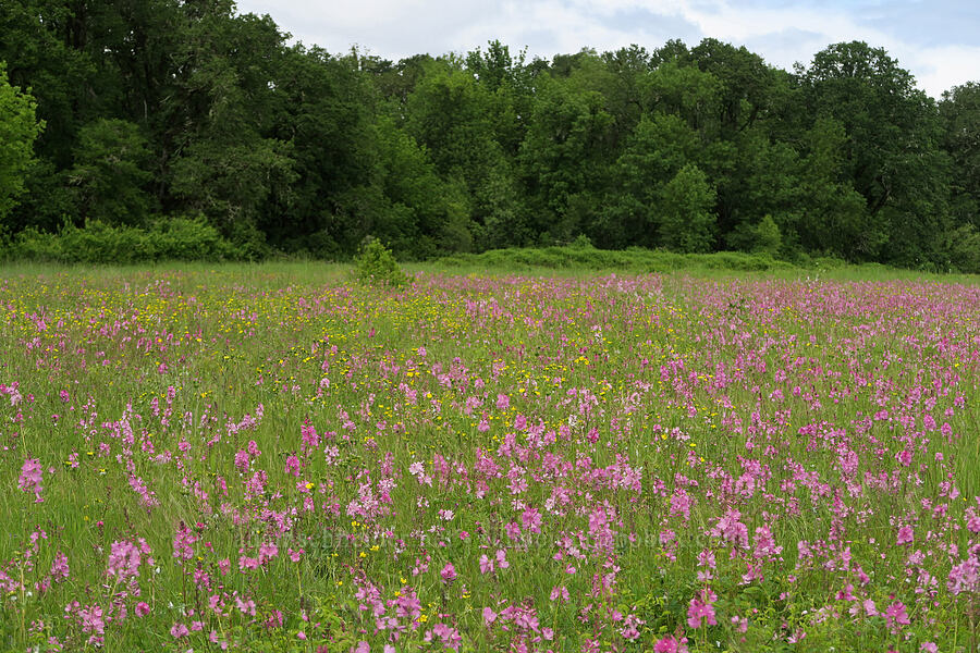 checker-mallow & cinquefoil (Sidalcea virgata (Sidalcea malviflora ssp. virgata), Potentilla gracilis) [Finley National Wildlife Refuge, Benton County, Oregon]