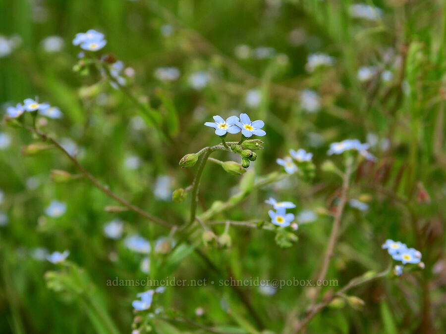 small-flowered forget-me-nots (Myosotis laxa) [Finley National Wildlife Refuge, Benton County, Oregon]