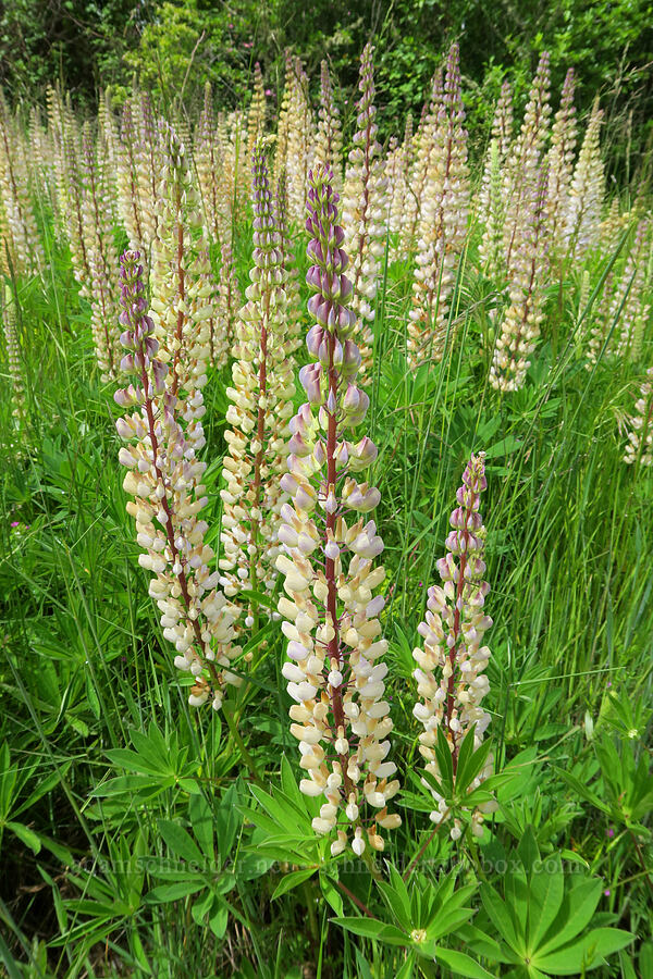 big-leaf lupines (Lupinus polyphyllus) [Finley National Wildlife Refuge, Benton County, Oregon]