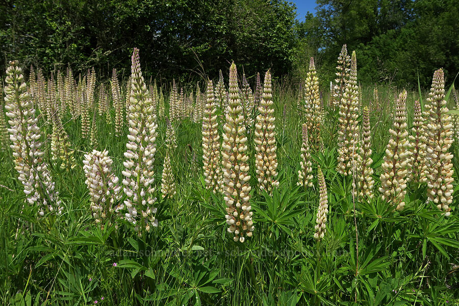 big-leaf lupines (Lupinus polyphyllus) [Finley National Wildlife Refuge, Benton County, Oregon]