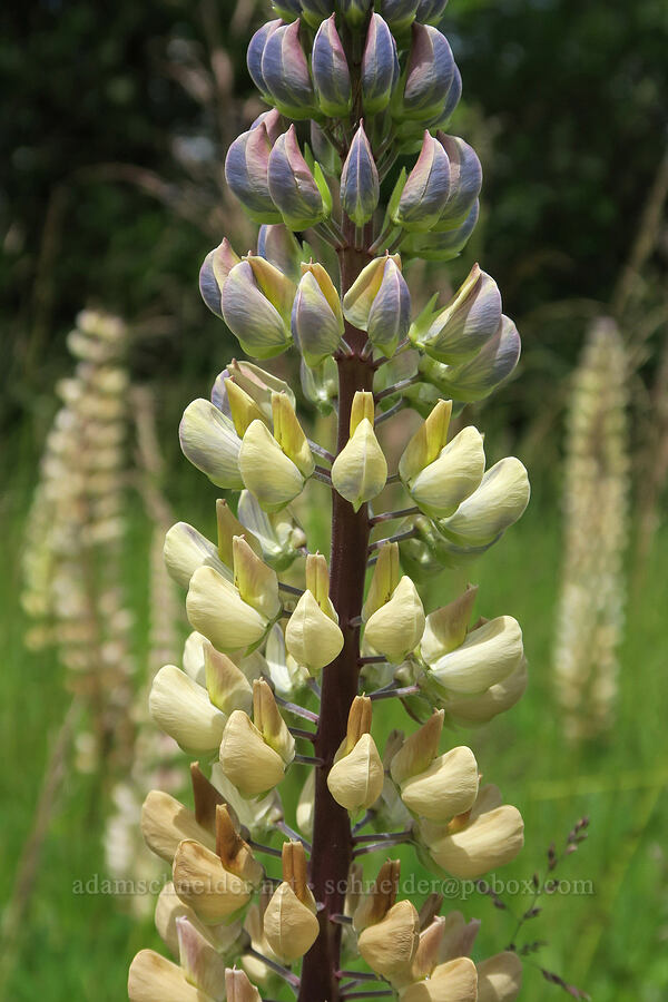 big-leaf lupines (Lupinus polyphyllus) [Finley National Wildlife Refuge, Benton County, Oregon]