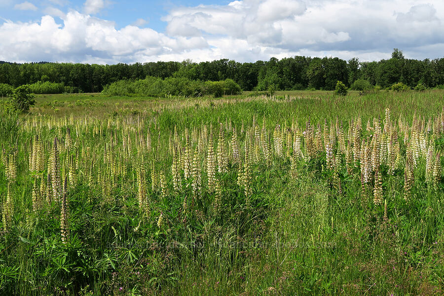 big-leaf lupines (Lupinus polyphyllus) [Finley National Wildlife Refuge, Benton County, Oregon]