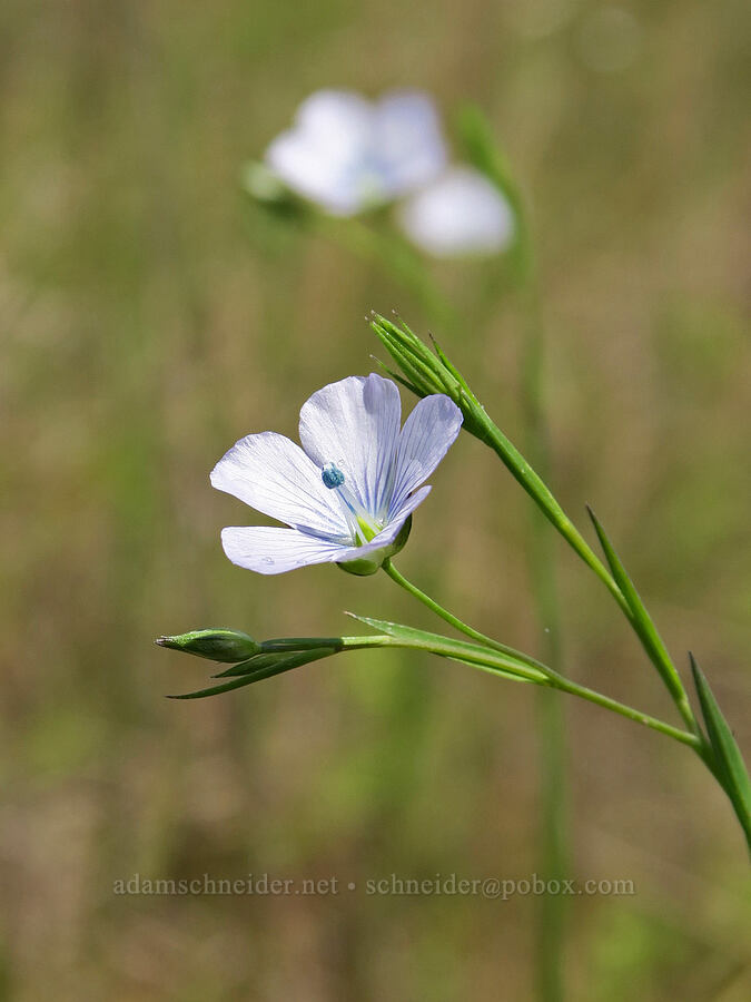 pale flax (Linum bienne (Linum angustifolium)) [Finley National Wildlife Refuge, Benton County, Oregon]
