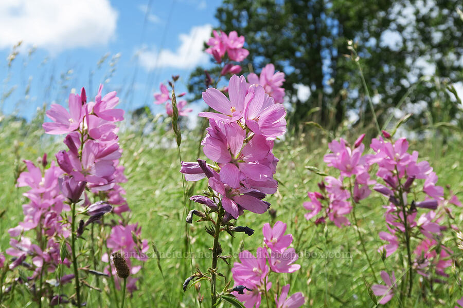 rose checker-mallow (Sidalcea virgata (Sidalcea malviflora ssp. virgata)) [Finley National Wildlife Refuge, Benton County, Oregon]