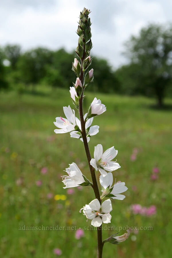 meadow checker-mallow (Sidalcea campestris) [Finley National Wildlife Refuge, Benton County, Oregon]