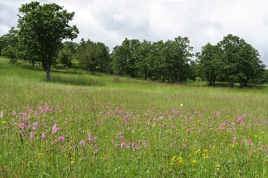 wildflowers & oak trees (Sidalcea virgata (Sidalcea malviflora ssp. virgata), Sidalcea campestris, Potentilla gracilis, Castilleja levisecta, Plantago lanceolata, Quercus garryana) [Finley National Wildlife Refuge, Benton County, Oregon]