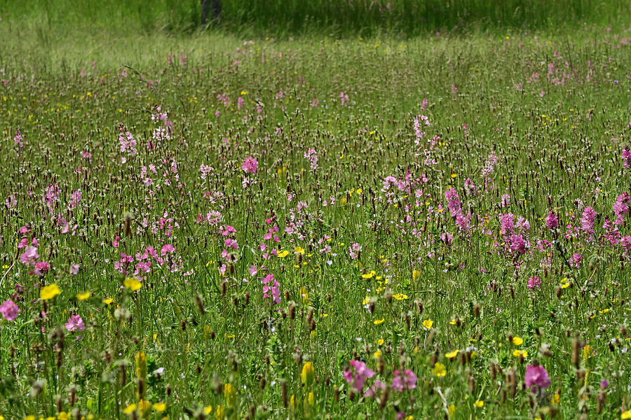 wildflowers (Sidalcea virgata (Sidalcea malviflora ssp. virgata), Sidalcea campestris, Potentilla gracilis, Castilleja levisecta, Plantago lanceolata) [Finley National Wildlife Refuge, Benton County, Oregon]